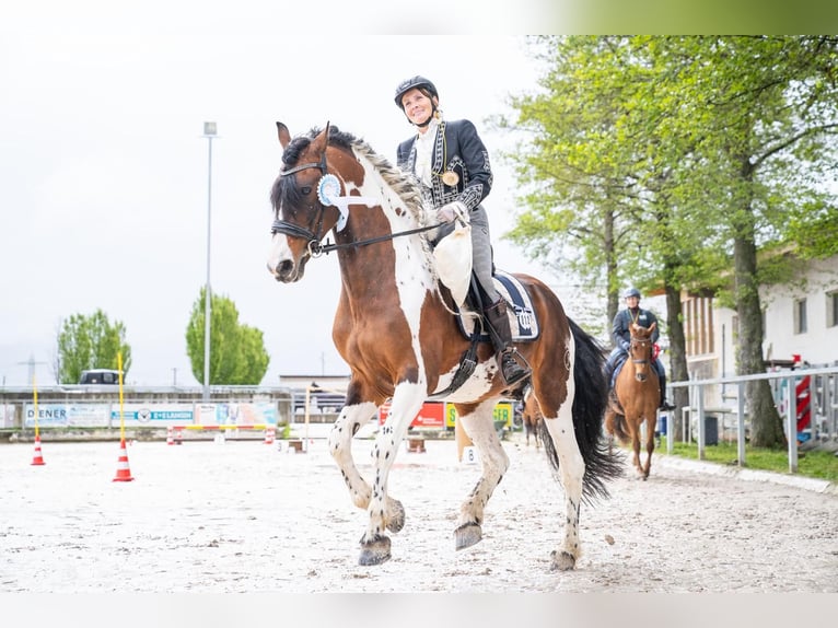 Baroque Pinto Stallion 1 year 16 hh Overo-all-colors in Engen