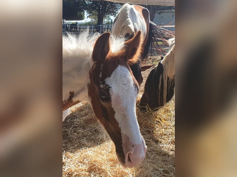 Baroque Pinto Stallion 1 year in Chiclana de la Frontera