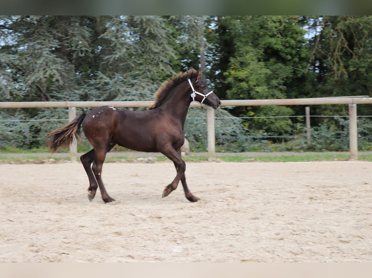 Baroque Pinto Stallion 1 year Leopard-Piebald in Ygrande