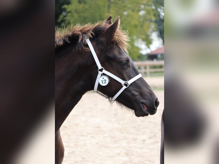 Baroque Pinto Stallion 1 year Leopard-Piebald in Ygrande