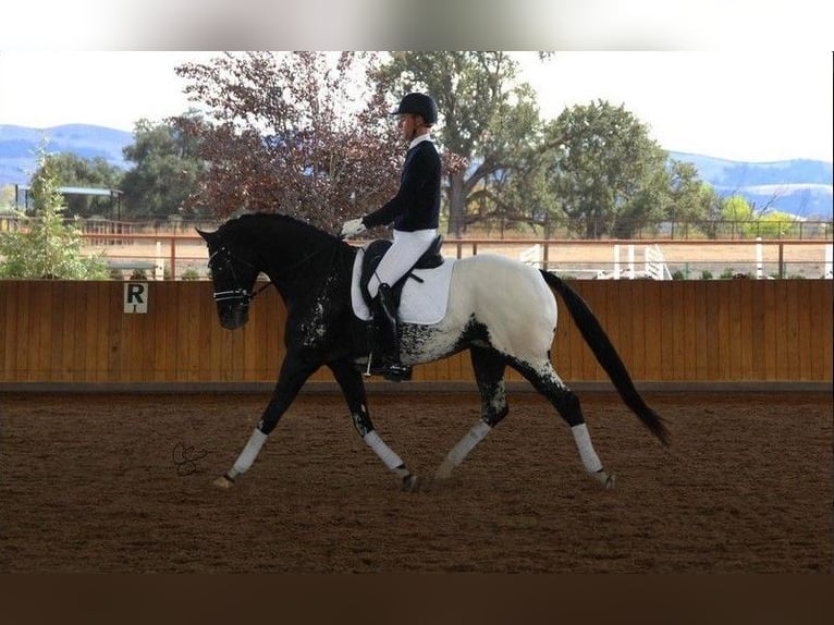 Baroque Pinto Stallion 1 year Leopard-Piebald in Ygrande