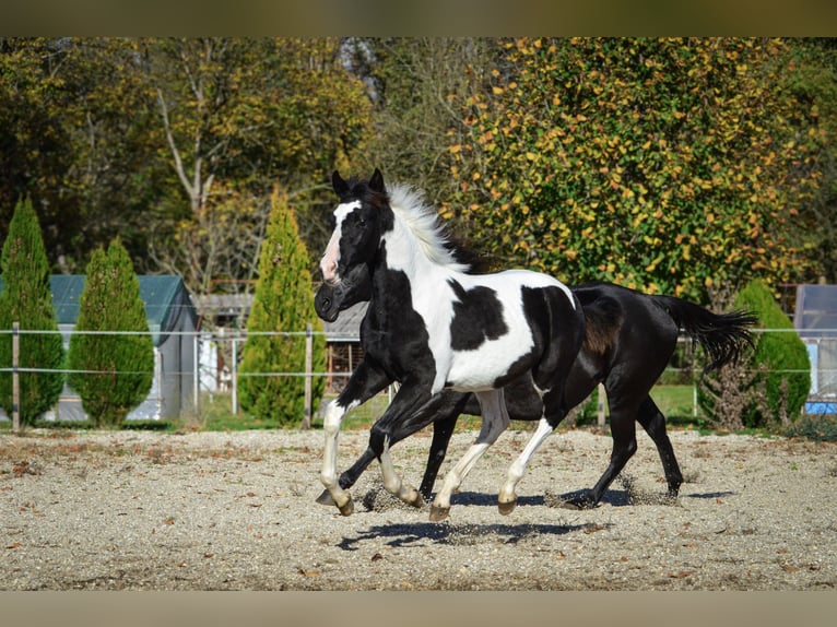 Baroque Pinto Stallion 1 year Tobiano-all-colors in Ptuj