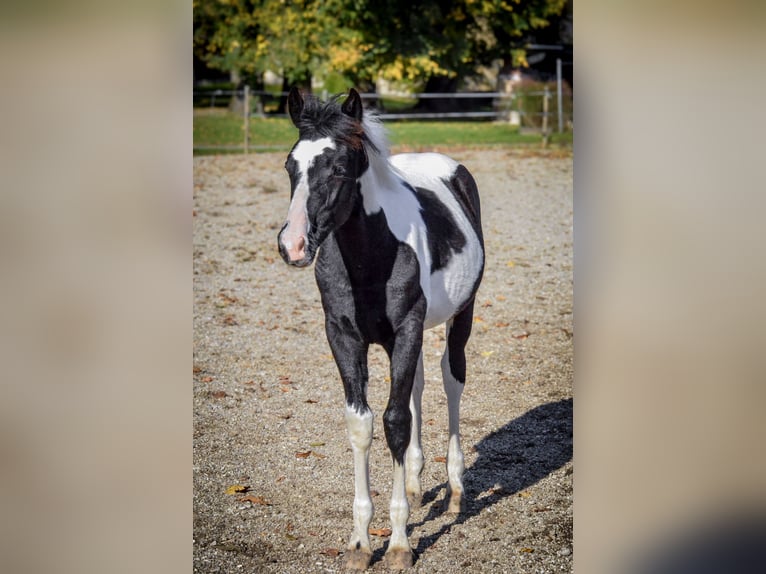 Baroque Pinto Stallion 1 year Tobiano-all-colors in Ptuj