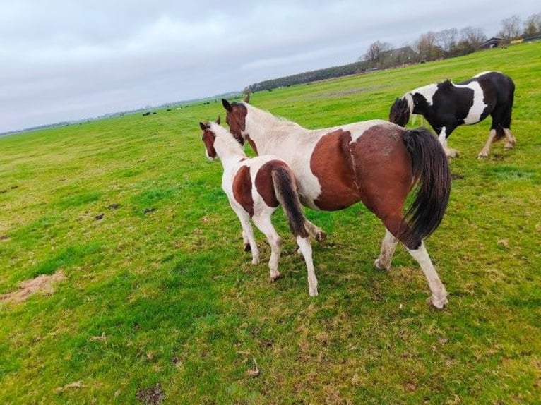 Baroque Pinto Stallion 1 year Tobiano-all-colors in Tzummarum