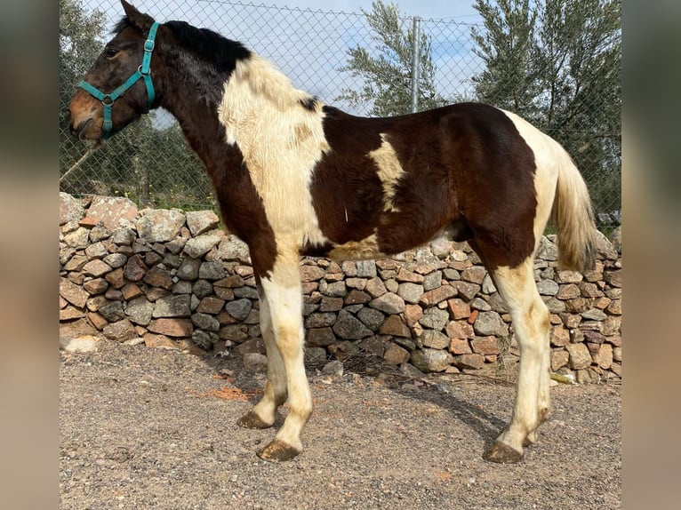 Baroque Pinto Mix Stallion 2 years 14,2 hh Pinto in Chiclana de la Frontera