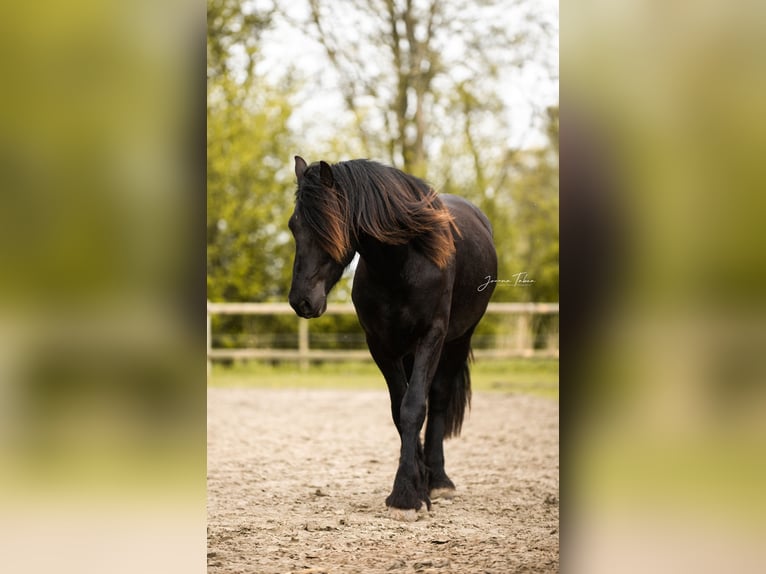 Baroque Pinto Stallion 2 years 15,1 hh Black in Brunsbüttel