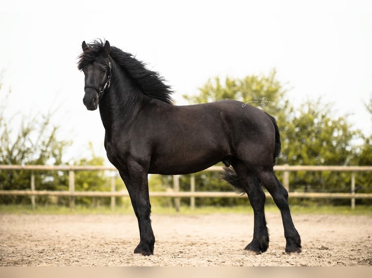 Baroque Pinto Stallion 2 years 15,1 hh Black in Brunsbüttel