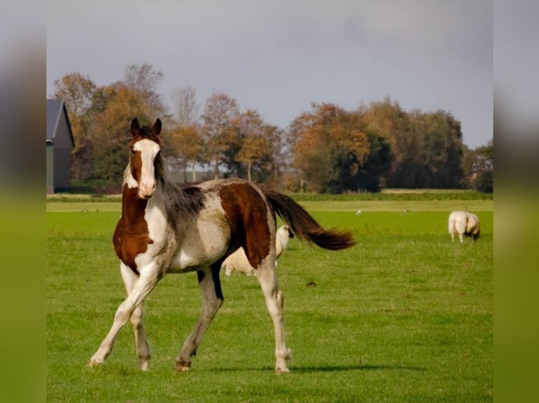 Baroque Pinto Stallion 2 years 15.2 hh Overo-all-colors in Tzummarum