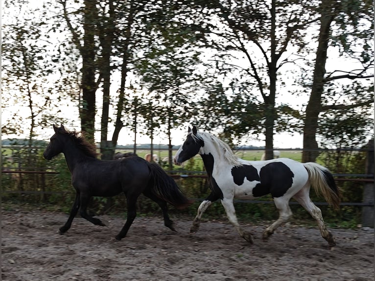 Baroque Pinto Stallion 2 years 15.2 hh Pinto in Tzummarum