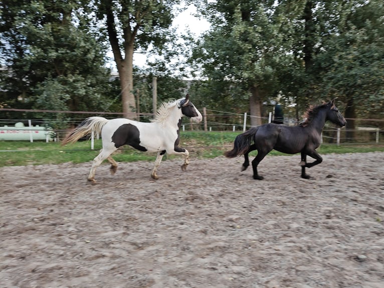 Baroque Pinto Stallion 2 years 15,2 hh Pinto in Tzummarum