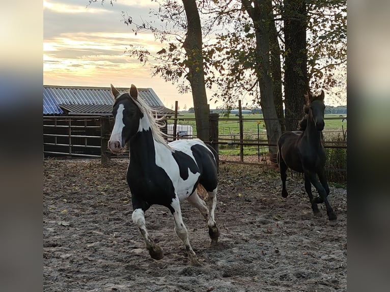 Baroque Pinto Stallion 2 years 15,2 hh Pinto in Tzummarum