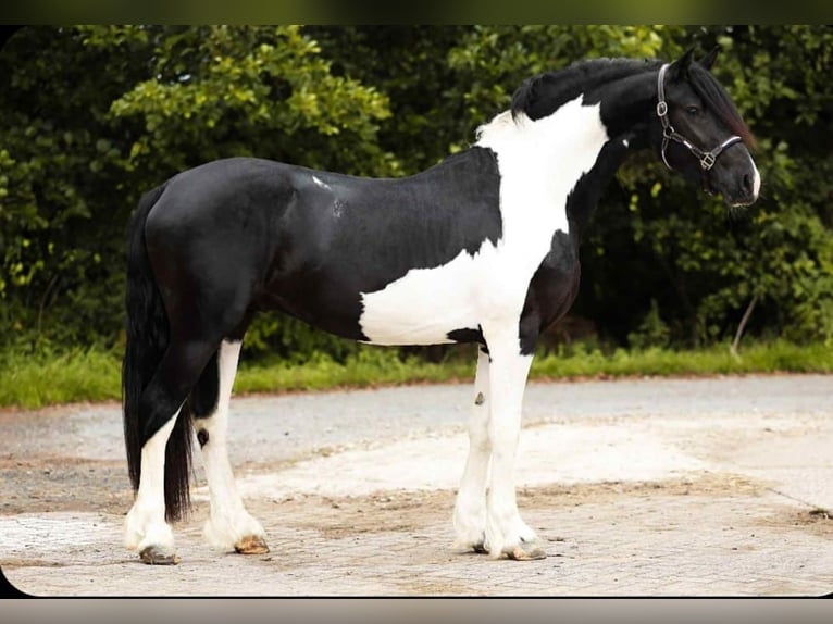 Baroque Pinto Stallion 2 years 15,2 hh Pinto in Poeldijk