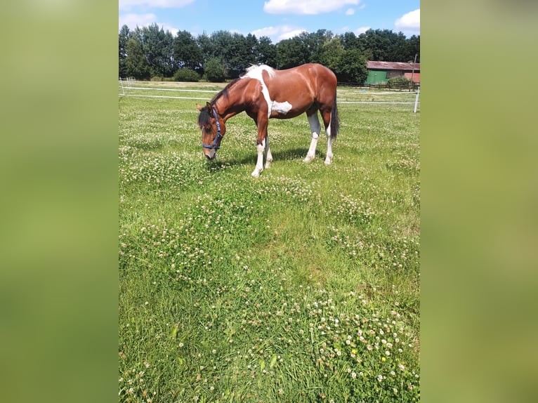 Baroque Pinto Mix Stallion 2 years 16 hh Pinto in Südlohn