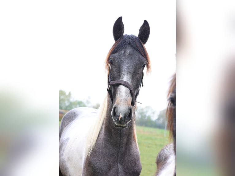 Baroque Pinto Stallion 2 years 16 hh Pinto in Heede