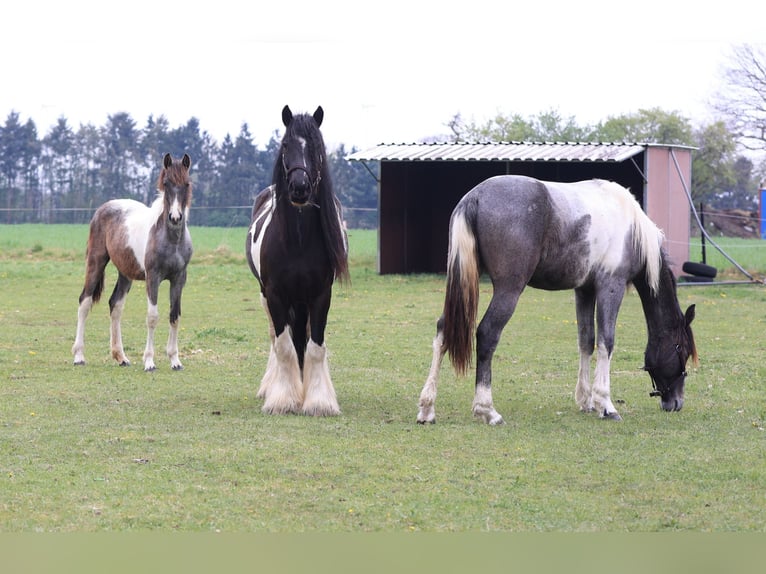 Baroque Pinto Stallion 2 years 16 hh Pinto in Heede