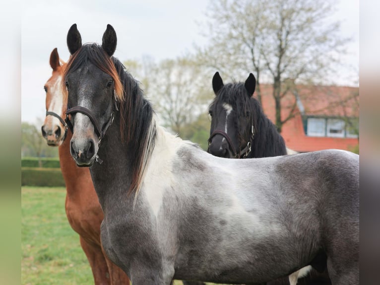 Baroque Pinto Stallion 2 years 16 hh Pinto in Heede