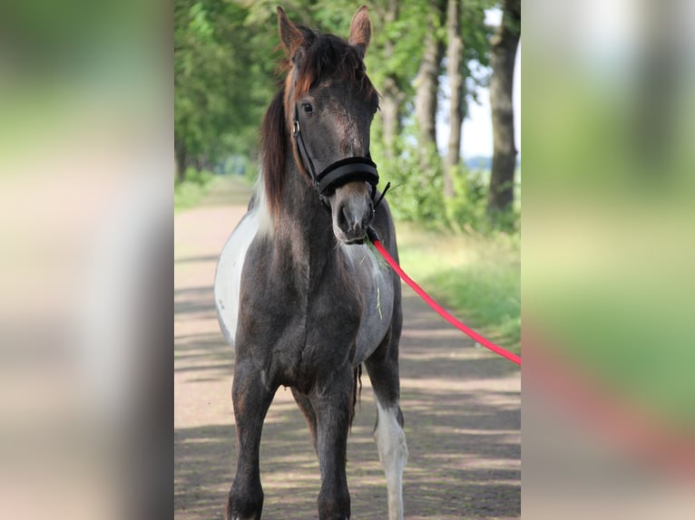 Baroque Pinto Stallion 2 years 16 hh Pinto in Heede