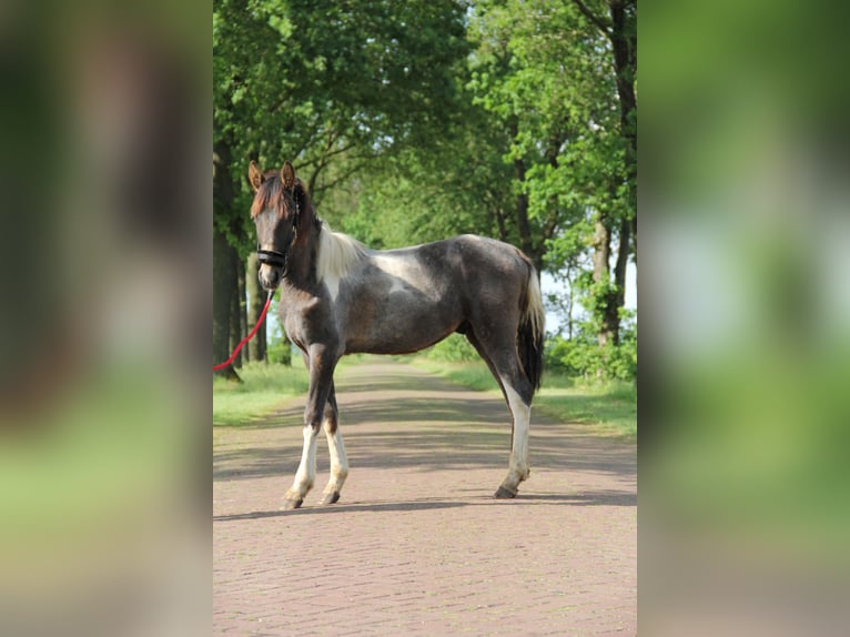 Baroque Pinto Stallion 2 years 16 hh Pinto in Heede