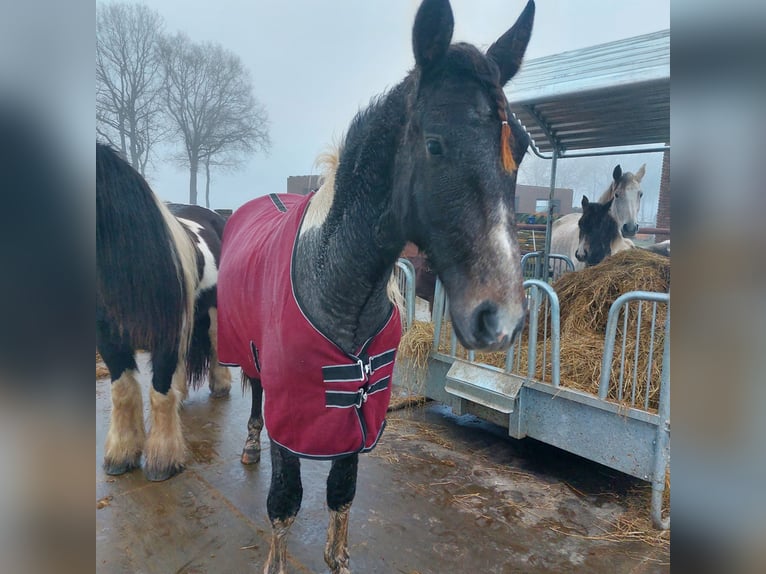 Baroque Pinto Stallion 2 years 16 hh Pinto in Heede