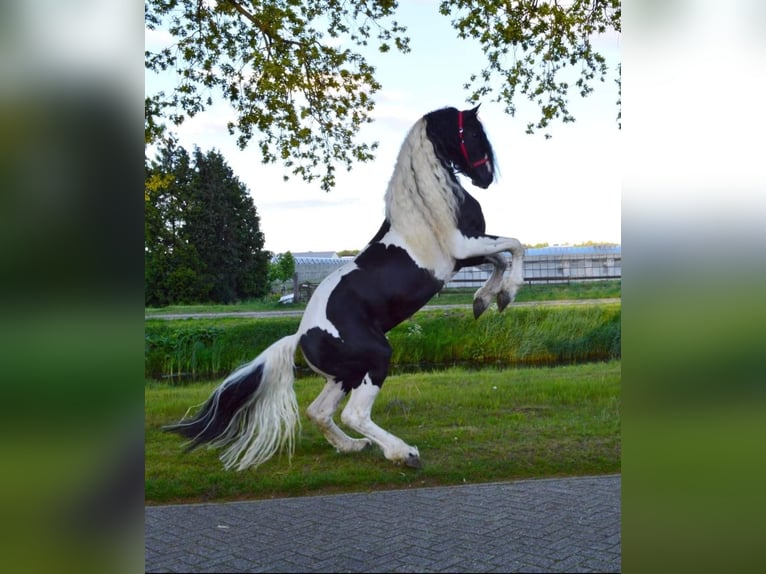 Baroque Pinto Stallion 2 years 16 hh Pinto in Heede