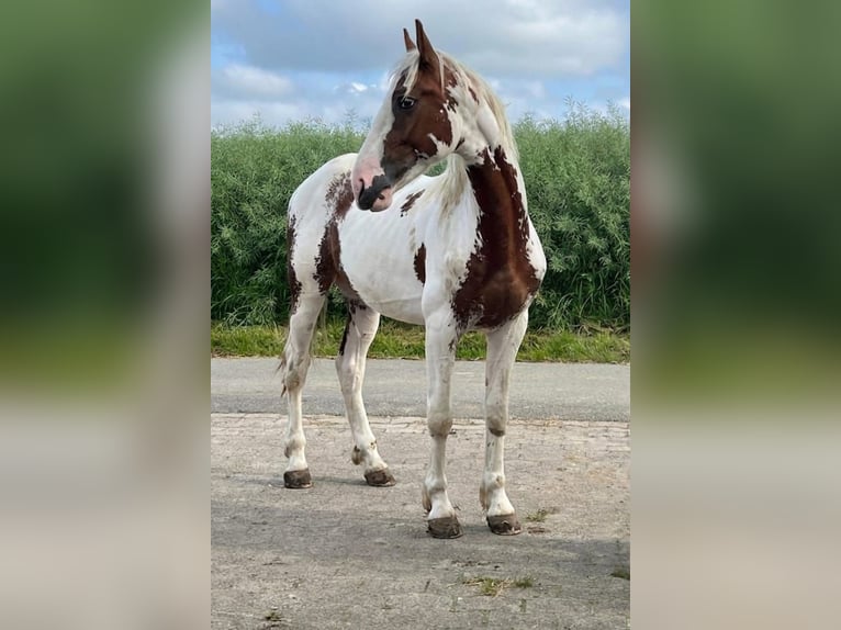 Baroque Pinto Stallion 2 years 16 hh Sabino in Melle