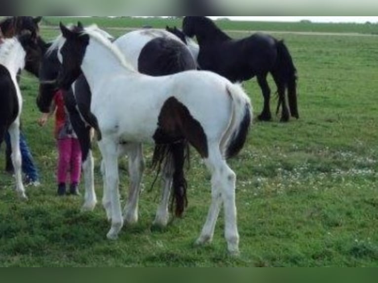 Baroque Pinto Stallion 2 years in Bunde