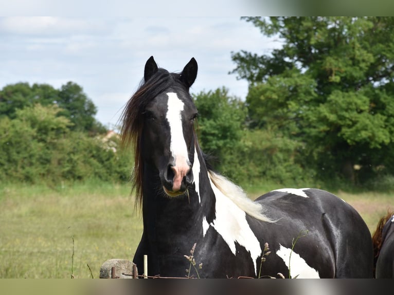 Baroque Pinto Stallion 2 years Tobiano-all-colors in YgrandeBourbon larchambault