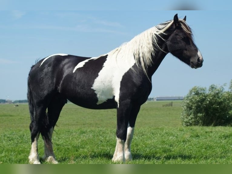 Baroque Pinto Stallion 2 years Tobiano-all-colors in Tzummarum