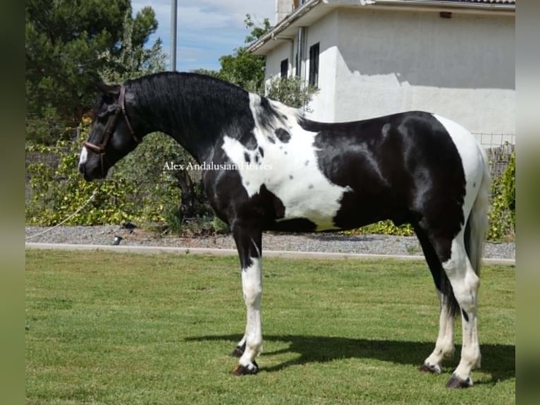 Baroque Pinto Stallion 3 years 15.3 hh  in Sevilla