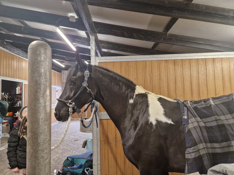 Baroque Pinto Stallion 3 years 15,2 hh Pinto in Velbert