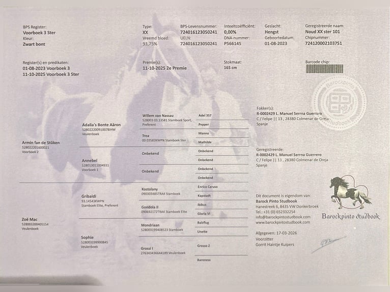 Baroque Pinto Stallion 3 years 16.1 hh Tobiano-all-colors in Colmenar de Oreja