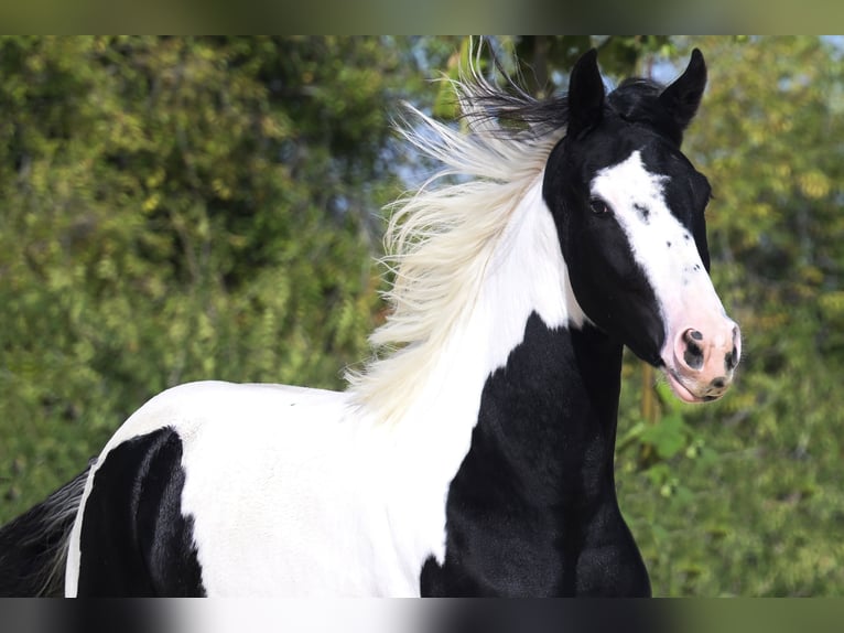 Baroque Pinto Stallion 3 years 16.1 hh Tobiano-all-colors in Colmenar de Oreja