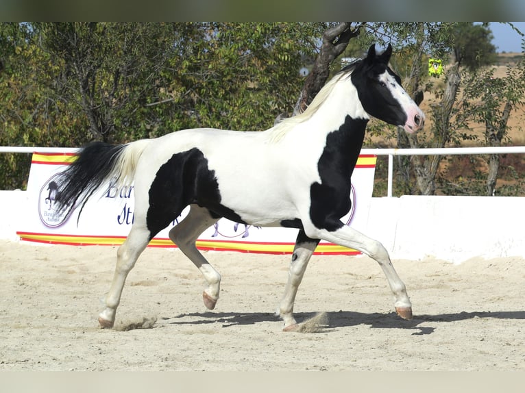 Baroque Pinto Stallion 3 years 16.1 hh Tobiano-all-colors in Colmenar de Oreja