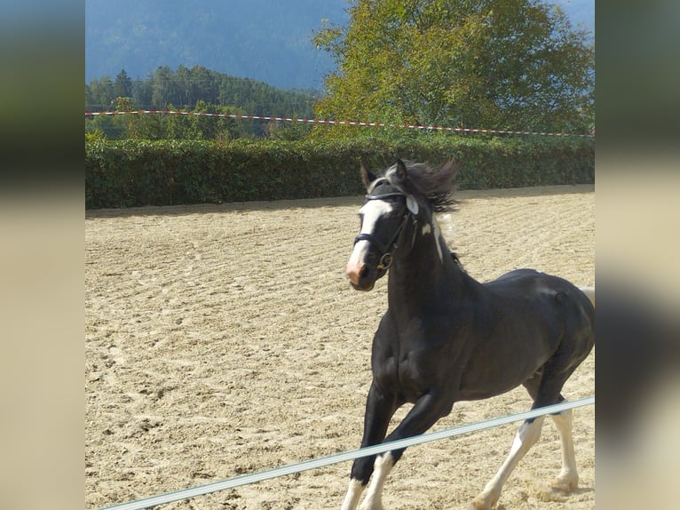 Baroque Pinto Stallion 4 years 15,2 hh Pinto in Gmünd