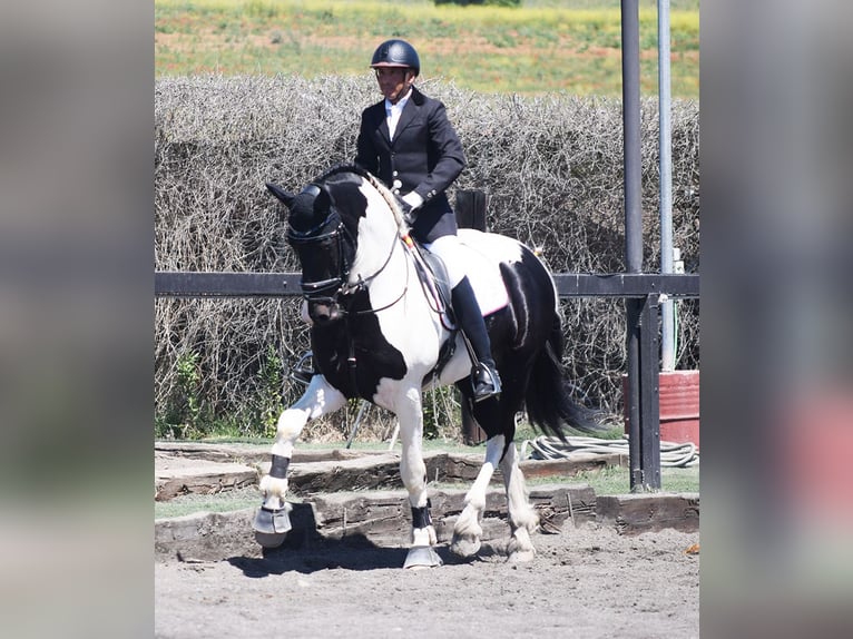 Baroque Pinto Stallion 4 years 16,2 hh Pinto in Arganda Del Rey