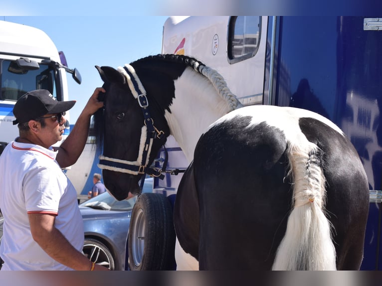 Baroque Pinto Stallion 4 years 16,2 hh Pinto in Arganda Del Rey