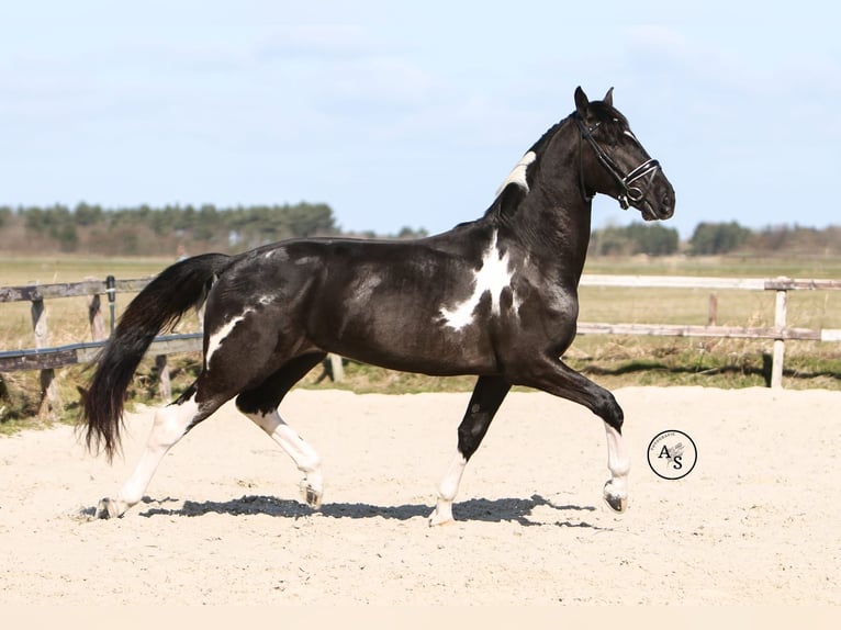 Baroque Pinto Stallion 4 years 16 hh Pinto in Hollum