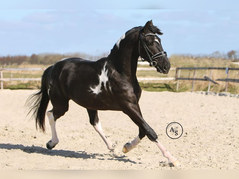 Baroque Pinto Stallion 4 years 16 hh Pinto in Hollum