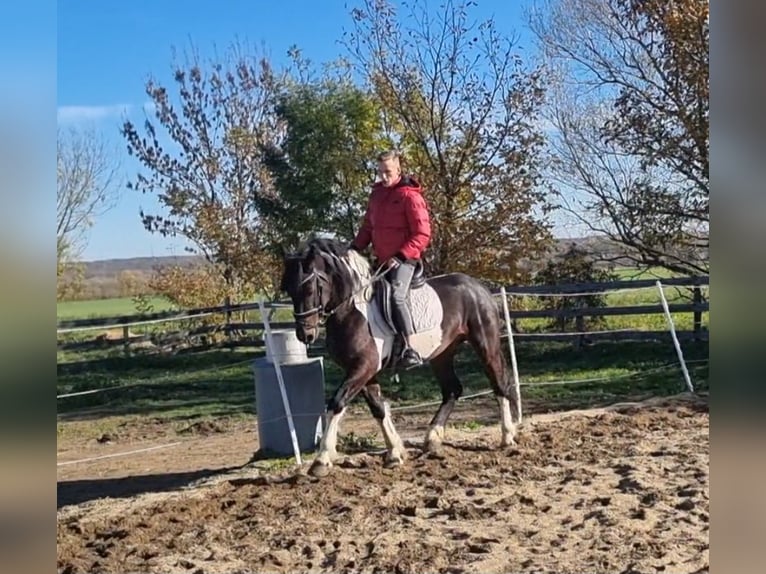 Baroque Pinto Stallion 4 years 16 hh Pinto in Rechnitz