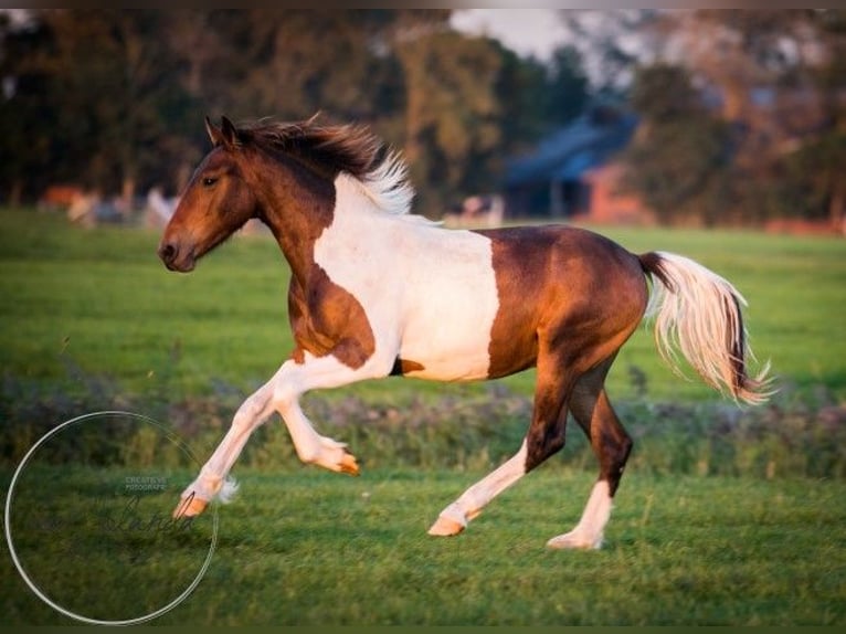 Baroque Pinto Stallion 4 years 16 hh Pinto in Tzummarum