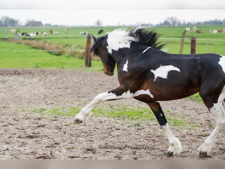 Baroque Pinto Mix Stallion 5 years 14,2 hh Pinto in heeg