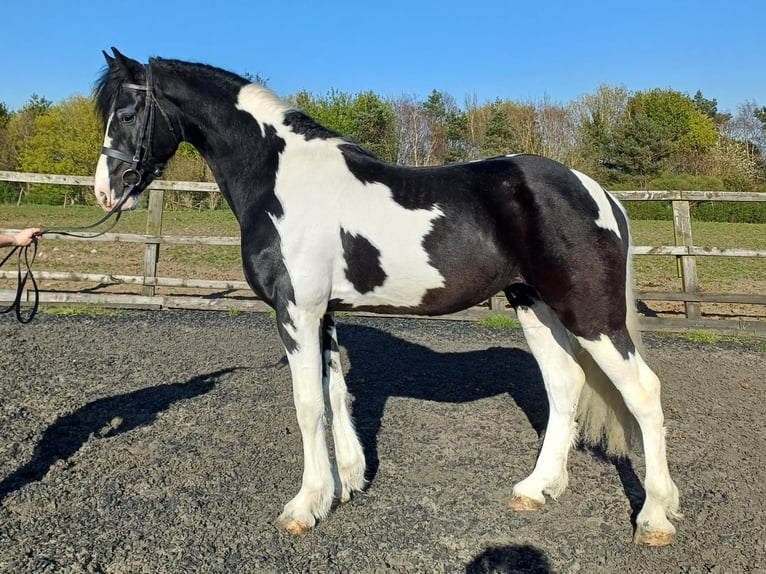 Baroque Pinto Stallion 5 years 15,3 hh Tobiano-all-colors in Northallerton
