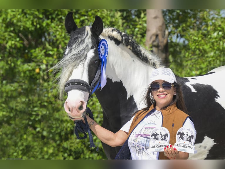Baroque Pinto Stallion 6 years 15.2 hh Tobiano-all-colors in Balcon Del Tajo (Urbanizacion)Colmenar de Oreja
