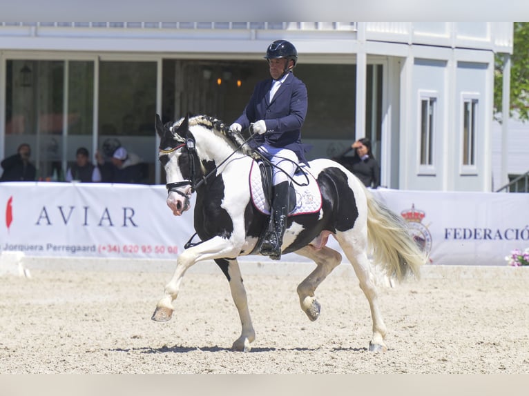 Baroque Pinto Stallion 6 years 15.2 hh Tobiano-all-colors in Balcon Del Tajo (Urbanizacion)Colmenar de Oreja