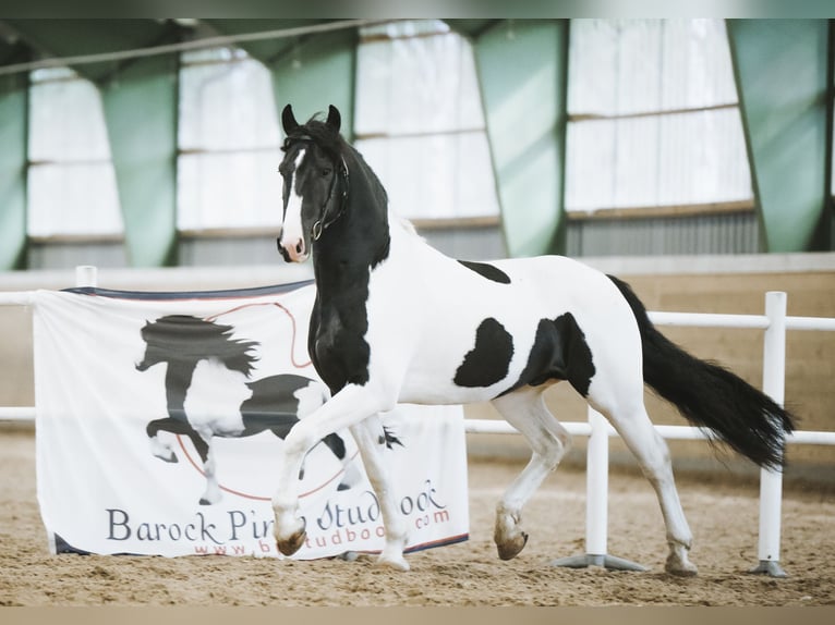 Baroque Pinto Stallion 6 years 15,3 hh Overo-all-colors in Gotland