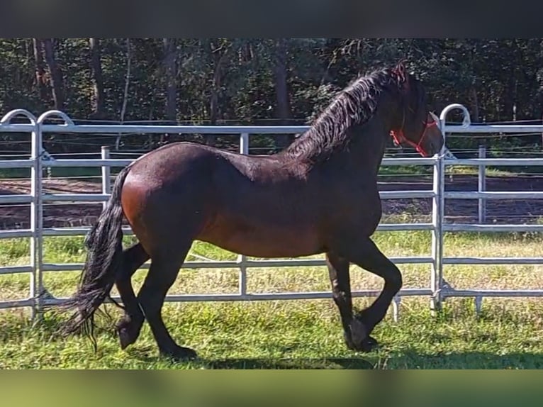 Baroque Pinto Mix Stallion 6 years 16 hh Brown in Celle