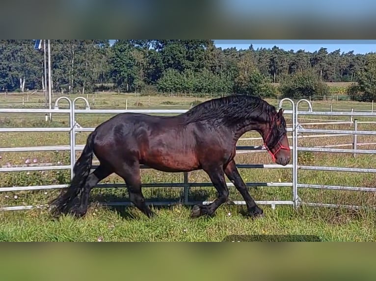 Baroque Pinto Mix Stallion 6 years 16 hh Brown in Celle