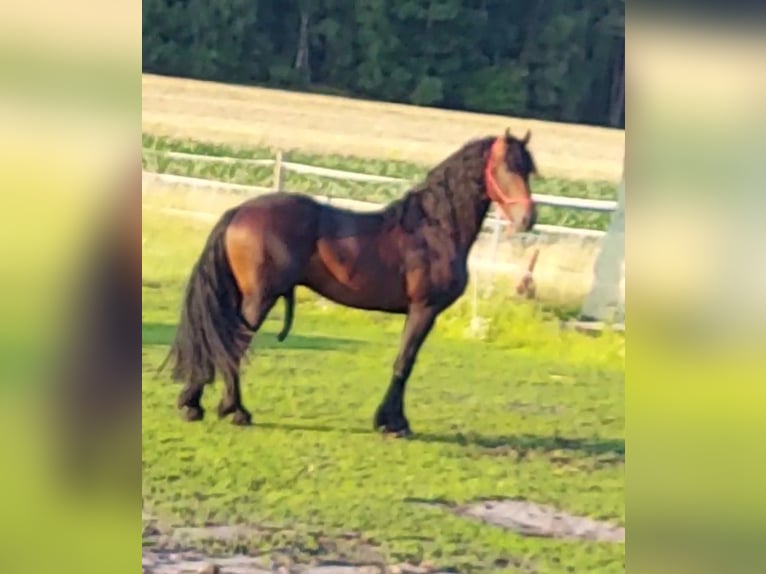 Baroque Pinto Mix Stallion 6 years 16 hh Brown in Celle