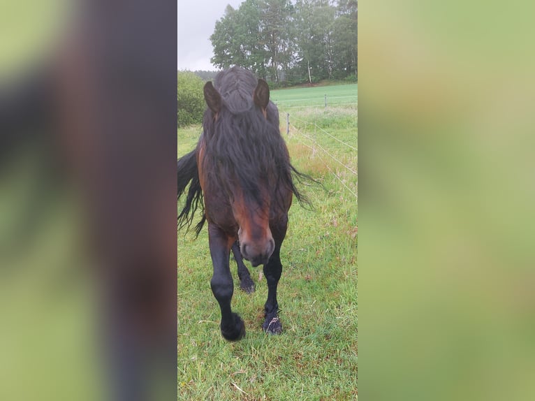 Baroque Pinto Mix Stallion 8 years 16 hh Brown in Celle