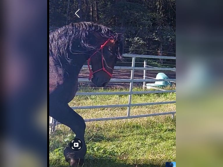 Baroque Pinto Mix Stallion 8 years 16 hh Brown in Celle